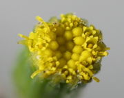 Senecio vulgaris hat nur Röhrenblüten, keine Zungenblüten. (Bild: W. Wohlers, JKI)