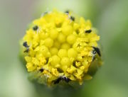 Der Pollen wird rausgeschoben. (Bild: W. Wohlers, JKI)