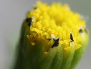 Die Narben erscheinen nach dem Pollen. (Bild: W. Wohlers, JKI)
