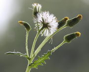 Zwei Blütenstände, einer mit nur einem Blütenkorb und der zweite mit vier Blütenkörben und einer Nebenblüte. (Bild: W. Wohlers, JKI)