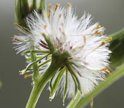 Der sich öffnende Blütenkorb. Die vertrockneten Blüten hängen noch zwischen dem Pappus. (Bild: W. Wohlers, JKI)
