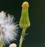 Sehr gut getarnt waren die grünen Blattläuse. (Bild: W. Wohlers, JKI)