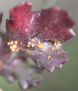 Senecio vulgaris wird häufig von dem Rost-Pilz Puccinia lagenophorae befallen, der an vielen Pflanzen gedeihen kann. (Bild: W. Wohlers, JKI)