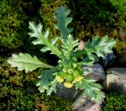 Eine Rosette wird nicht gebildet. Diese Pflanze ist nur 7 cm hoch. (Bild: W. Wohlers, JKI)