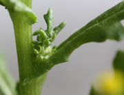 Die Blätter sind fleischig, hier mit einem kleinen Seitentrieb. (Bild: W. Wohlers, JKI)