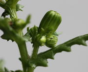 Ein Seitentrieb mit vier oder fünf Knospen. (Bild: W. Wohlers, JKI)