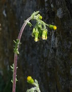 Es gibt oben nur wenige, kleine Stängelblätter. Blütenkörbe und Knospen sind nickend. (Bild: W. Wohlers)