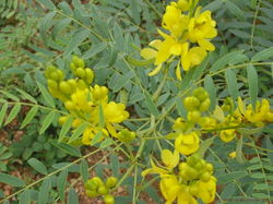 alt=Description de l'image Senna alexandrina Mill.-Cassia angustifolia L. (Senna Plant).jpg.