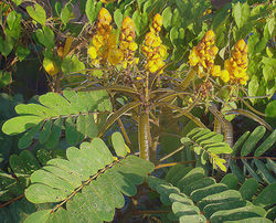 alt=Description de l'image Senna reticulata, the Swamp Senna. (9336854144).jpg.