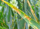 Septoria-tritici.jpg