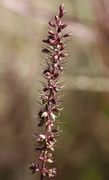 Eine reife Rispe, die sich rot-violett verfärbt hat. Die hellen Flecken sind die Abbruchstellen der Ährchen. (Bild: W. Wohlers, JKI)