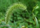 Setaria viridis 001.jpg