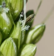 Zur Blüte öffnet sich das Ährchen nur wenig, die vordere Anthere ist noch geschlossen. (Bild: W. Wohlers, JKI)