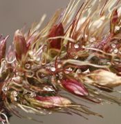 Fast reife, rote Körner. Die reifen Samen fallen aus. Nur die kurzen Stielchen bleiben zurück. (Bild: W. Wohlers, JKI)