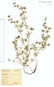 Sherardia arvensis: Saargebiet, Merzig, leg. Schuler (Herb. NHV) (Foto: NHV Bonn)