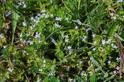 Sherardia arvensis: Frankreich, Roussillon, Torderes, 23.04.2015 (Foto: Rolf Wißkirchen)
