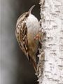 Short-toed Treecreeper (Certhia brachydactyla) (cropped version).jpg