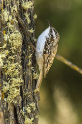 Gartenbaumläufer: Alttier (adult) - Francesco Veronesi, CC BY 2.0