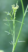 Oberstes Blatt mit sich entwickelnder Dolde. (Bild: W. Wohlers)