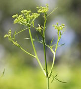 Ein Triebende mit einem Hauptrieb und zwei Seitentrieben. (Bild: W. Wohlers)