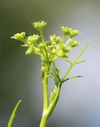 Dolde und Döldchen sind noch klein. Die Stiele der Knospen haben Vorblätter. (Bild: W. Wohlers)