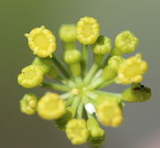 Ein Döldchen mit Knospen, von denen die linke oben kurz vor dem Aufblühen ist. (Bild: W. Wohlers)