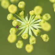 In der Mitte des Döldchens gibt es meistens einige taube Knospen. (Bild: W. Wohlers)