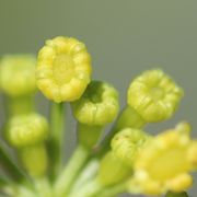 Knospen. Fünf Filamente der Antheren und fünf Kronblätter mit der offen liegende Narbe in der Mitte. (Bild: W. Wohlers)