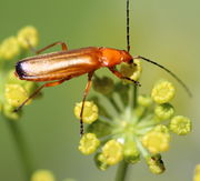 Ein Roter Weichkäfer Rhagonycha fulva macht sich über eine Knospe her. Unten sind Fraßspuren an einer Knospe erkennbar. (Bild: W. Wohlers)