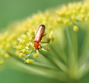 Ein Roter Weichkäfer Rhagonycha fulva frisst offensichtlich an den Narbenpolstern. (Bild: W. Wohlers)