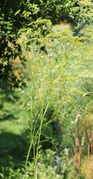 Unter guten Bedingungen kann die Wiesensilge 2 m hoch werden, hier im Botanischen Garten Braunschweig. (Bild: W. Wohlers)