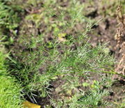 Fünf lange Fiederpaare. Dies Blatt war 71 cm lang. (Bild: W. Wohlers)