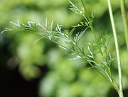 Das gleiche Blatt von der Seite. (Bild: W. Wohlers)