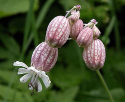 Taubenkropf-Leimkraut: Blüte – Michael H. Lemmer, CC BY-SA 2.5
