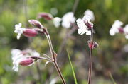 Die geöffneten Blüten stehen alle in etwa der gleichen Höhe. (Bild: W. Wohlers, JKI)