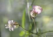 Manchmal sind die Blüten auch rosa überhaucht. (Bild: W. Wohlers, JKI)