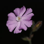 Manchmal haben Pflanzen völlig rosa Blüten. Hier ein Foto nachts mit Blitzlicht. (Bild: W. Wohlers)