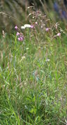 Zwei Weiße Lichtnelken mit tagsüber geschlossenen Blüten, eine mit weißen Blüten, die vordere rosa. (Bild: W. Wohlers)