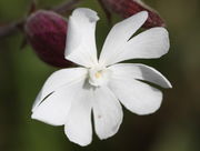 Die Blüten haben einen Durchmesser von ca 2,5 cm. Typisch die Nebenkrone am Übergang vom Stiel des Kronblattes zur Platte. (Bild: W. Wohlers, JKI)