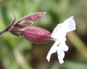 Die Kelchblätter der männlichen Blüten bleiben schlank. (Bild: W. Wohlers, JKI)