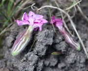 Die Blüten der männlichen Pflanzen fallen häufig ab. (Bild: W. Wohlers)