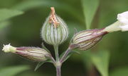 Zwei weibliche Blüten, in deren Gabelung eine dritte steht. Alle drei bereits verblüht, die mittlere bereits reifend und angeschwollen. (Bild: W. Wohlers, JKI)