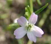 Die Blüten haben einen Durchmesser von 3 cm und sind hell rosa, manchmal mit drei dunkleren Streifen. (Bild: Arno Littmann, JKI)