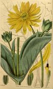 Silphium perfoliatum - 001x.jpg