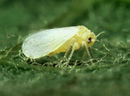 Silverleaf whitefly.jpg