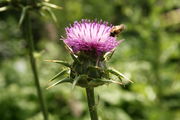 Silybium marianum - Botanischer Garten Mainz IMG 5426.JPG