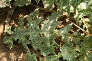 Silybium marianum - Botanischer Garten Mainz IMG 5428.JPG