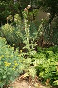 Silybium marianum - Botanischer Garten Mainz IMG 5429.JPG