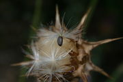 Silybium marianum - Botanischer Garten Mainz IMG 5432.JPG