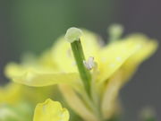 Die Blüten haben einen Durchmesser von 1 cm. Die Schoten fangen sofort an zu wachsen. (Bild: W. Wohlers, JKI) neu  (Bild: W. Wohlers, JKI)